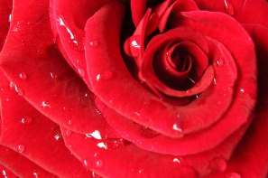 imagenes-rosas-rojas