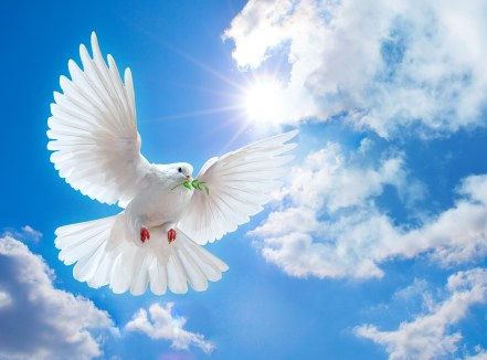 dove-of-peace